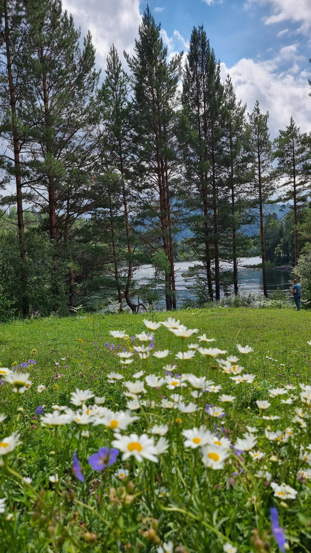 Луговые цветы и сосны